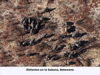 Elefantes en la Sabana, Botswana 