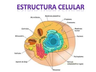 Desde celula a organismo