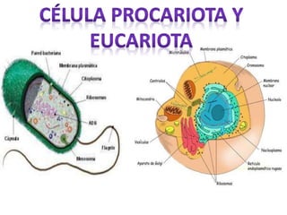 Desde celula a organismo