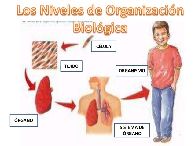 Estoy irritado con esto que el marido bebe