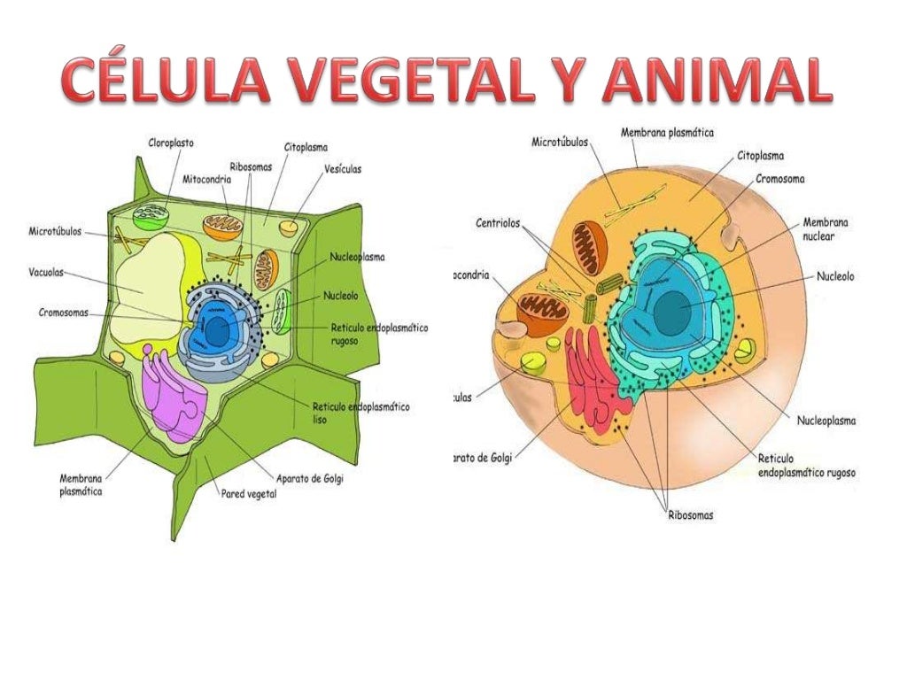 18+ Fotos De La Cã©Lula Animal Image - Cios