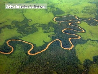 Sobre la selva boliviana

 