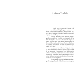 La Loma Tendida
Olas de verde y plata bajo el limpio azul
del cielo. Trigales que se mecen suave-
mente con el viento, mientras se preparan para ves-
tirse de oro. Allá, mas arriba de la casa, la era espera el
trajín que vendrá luego.
El suave ondular de este pequeño lago ve-
getal, en plena Loma Tendida, con el picacho de La
Teta de Niquitao al fondo, es el centro de un paisaje
que se extiende hacia abajo, por las profundidades de
Loma del Pozo y Loma de María; y hacia arriba, hacia
las cumbres de Cabimbù, el campo más hermoso que
pueda ver la vista.
Las parcelas del tradicional trigo, las papas
de año con sus flores color lila, los mechones crespos
de las zanahorias y las elegantes hojas de los nuevos
cultivos de bróculi y coliflor, junto a la verde alfombra
del pastizal, conforman, al lado de las grandes exten-
siones de frailejón, huesito y coloradito, el tapiz vege-
tal de este páramo trujillano.
Por un camino bordeado de frailejones se lle-
ga a la casa que fuera de Delfín Moreno y de su esposa
 