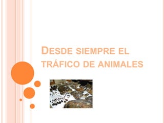 DESDE SIEMPRE EL
TRÁFICO DE ANIMALES
 