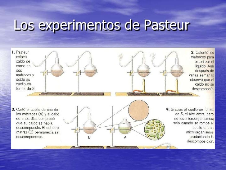 Desecho de la teoria de la generacion espontanea