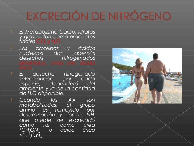 Desechos Nitrogenados