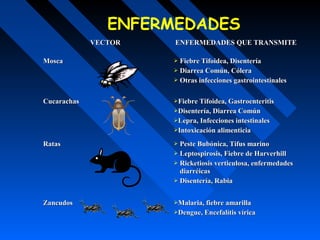 VECTORVECTOR ENFERMEDADES QUE TRANSMITEENFERMEDADES QUE TRANSMITE
MoscaMosca  Fiebre Tifoidea, DisenteríaFiebre Tifoidea, Disentería
 Diarrea Común, CóleraDiarrea Común, Cólera
 Otras infecciones gastrointestinalesOtras infecciones gastrointestinales
CucarachasCucarachas Fiebre Tifoidea, GastroenteritisFiebre Tifoidea, Gastroenteritis
Disentería, Diarrea ComúnDisentería, Diarrea Común
Lepra, Infecciones intestinalesLepra, Infecciones intestinales
Intoxicación alimenticiaIntoxicación alimenticia
RatasRatas  Peste Bubónica, Tifus marinoPeste Bubónica, Tifus marino
 Leptospirosis, Fiebre de HarverhillLeptospirosis, Fiebre de Harverhill
 Ricketiosis verticulosa, enfermedadesRicketiosis verticulosa, enfermedades
diarréicasdiarréicas
 Disentería, RabiaDisentería, Rabia
ZancudosZancudos Malaria, fiebre amarillaMalaria, fiebre amarilla
Dengue, Encefalítis víricaDengue, Encefalítis vírica
ENFERMEDADES
 