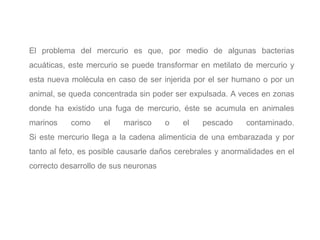 El problema del mercurio es que, por medio de algunas bacterias
acuáticas, este mercurio se puede transformar en metilato de mercurio y
esta nueva molécula en caso de ser injerida por el ser humano o por un
animal, se queda concentrada sin poder ser expulsada. A veces en zonas
donde ha existido una fuga de mercurio, éste se acumula en animales
marinos como el marisco o el pescado contaminado.
Si este mercurio llega a la cadena alimenticia de una embarazada y por
tanto al feto, es posible causarle daños cerebrales y anormalidades en el
correcto desarrollo de sus neuronas
 