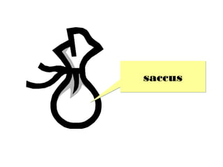 saccus
 