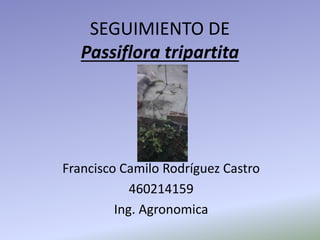 SEGUIMIENTO DE
Passiflora tripartita
Francisco Camilo Rodríguez Castro
460214159
Ing. Agronomica
 