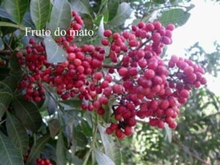 Fruto do mato 