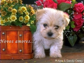 Novos amores... 