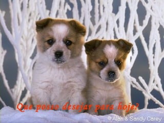 Que posso desejar para hoje? 