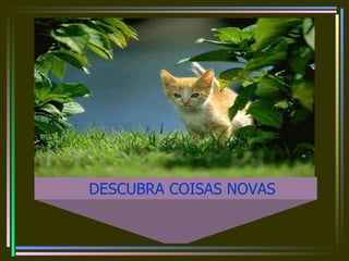 DESCUBRA COISAS NOVAS  