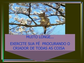 MUITO LONGE... EXERCITE SUA FÉ  PROCURANDO O CRIADOR DE TODAS AS COISA   