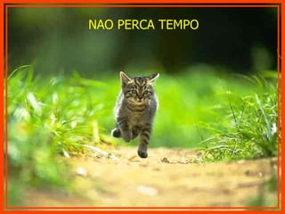 NAO PERCA TEMPO 