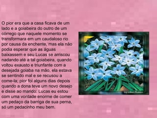 O pior era que a casa ficava de um
lado e a goiabeira do outro de um
córrego que naquele momento se
transformara em um caudaloso rio
por causa da enchente, mas ela não
podia esperar que as águas
baixassem e seu Lucas se arriscou
nadando até a tal goiabeira, quando
voltou exausto e triunfante com a
desejada goiaba na mão, ela estava
se sentindo mal e se recusou a
come-la; pior foi alguns dias depois
quando a dona teve um novo desejo
e disse ao marido: Lucas eu estou
com uma vontade enorme de comer
um pedaço da barriga de sua perna,
só um pedacinho meu bem.
 