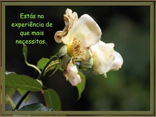 Estás na experiência de que mais necessitas.  