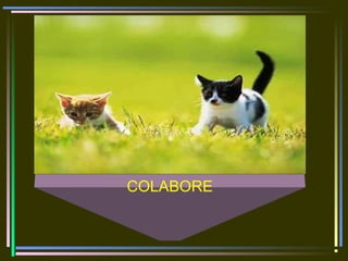 COLABORE
 
