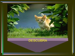 DESCUBRA
 