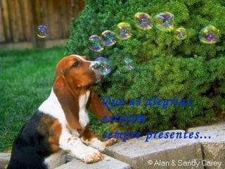 Que as alegrias estejam  sempre presentes... 