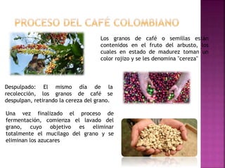 Los granos de café o semillas están
contenidos en el fruto del arbusto, los
cuales en estado de madurez toman un
color rojizo y se les denomina "cereza"
Despulpado: El mismo día de la
recolección, los granos de café se
despulpan, retirando la cereza del grano.
Una vez finalizado el proceso de
fermentación, comienza el lavado del
grano, cuyo objetivo es eliminar
totalmente el mucilago del grano y se
eliminan los azucares
 