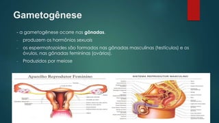 Gametogênese
- a gametogênese ocorre nas gônadas.
- produzem os hormônios sexuais
- os espermatozoides são formados nas gônadas masculinas (testículos) e os
óvulos, nas gônadas femininas (ovários).
- Produzidos por meiose
 