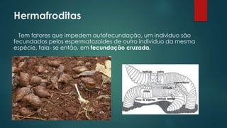 Tem fatores que impedem autofecundação, um individuo são
fecundados pelos espermatozoides de outro individuo da mesma
espécie. fala- se então, em fecundação cruzada.
Hermafroditas
 