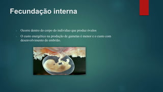 Fecundação interna
- Ocorre dentro do corpo do individuo que produz óvulos
- O custo energético na produção de gametas é menor e o custo com
desenvolvimento do embrião.
 