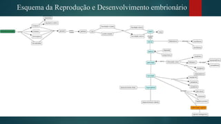 Esquema da Reprodução e Desenvolvimento embrionário
 