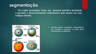 segmentação
 grânulos densos constituídos principalmente
por proteínas e gorduras, os quais ficam
armazenados no citoplasma.
Os óvulos acumulam vitelo, um material nutritivo destinado
a garantir o desenvolvimento embrionário pelo menos em seus
estágios iniciais.
 