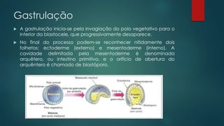 Gastrulação
 A gastrulação inicia-se pela invagiação do polo vegetativo para o
interior da blastocele, que progressivamente desaparece.
 No final do processo podem-se reconhecer nitidamente dois
folhetos: ectoderme (externo) e mesentoderme (interno). A
cavidade delimitada pela mesentoderme é denominada
arquêtero, ou intestino primitivo, e o orifício de abertura do
arquêntero é chamado de blastóporo.
 