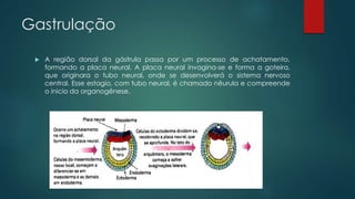 Gastrulação
 A região dorsal da gástrula passa por um processo de achatamento,
formando a placa neural. A placa neural invagina-se e forma a goteira,
que originara o tubo neural, onde se desenvolverá o sistema nervoso
central. Esse estagio, com tubo neural, é chamado nêurula e compreende
o inicio da organogênese.
 