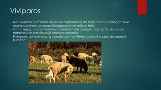 Vivíparos
- Nos vivíparos o embrião depende diretamente da mãe para sua nutrição, que
ocorre por meio de trocas fisiológicas entre mãe e feto.
- Como regra, o desenvolvimento embrionário completa-se dentro do corpo
materno e os indivíduos já nascem formados.
- É vivípara, por exemplo, a maioria dos mamíferos, como é o caso da espécie
humana.
 