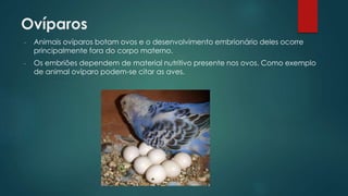 Ovíparos
- Animais ovíparos botam ovos e o desenvolvimento embrionário deles ocorre
principalmente fora do corpo materno.
- Os embriões dependem de material nutritivo presente nos ovos. Como exemplo
de animal ovíparo podem-se citar as aves.
 