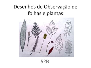 Desenhos de Observação de folhas e plantas 5ºB 