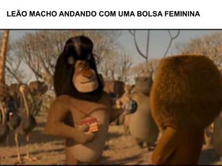 LEÃO MACHO ANDANDO COM UMA BOLSA FEMININA
 