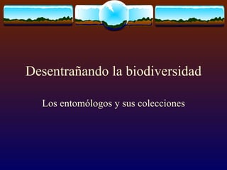 Desentrañando la biodiversidad Los entomólogos y sus colecciones 