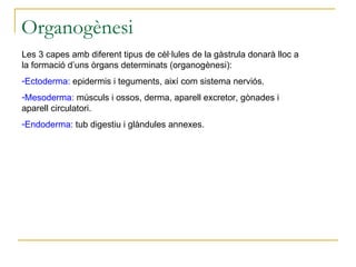 Endoderma Ne Rrenje Desenvolupament embrionari | PPT