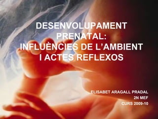 DESENVOLUPAMENT PRENATAL: INFLUÈNCIES DE L’AMBIENT I ACTES REFLEXOS ELISABET ARAGALL PRADAL 2N MEF CURS 2009-10 