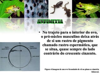 • No trajeto para o interior do ovo,
 o pró-núcleo masculino deixa atrás
     de si um rastro de pigmento
  chamado rastro espermático, que
    se situa, quase sempre do lado
   contrário do crescente cinzento.


   Figura 4.Imagem de um ovo fecundado de rã no plano se simetria
                                                        bilateral.
 