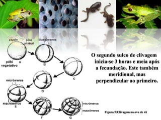O segundo sulco de clivagem
 inicia-se 3 horas e meia após
  a fecundação. Este também
        meridional, mas
  perpendicular ao primeiro.




     Figura 5:Clivagem no ovo de rã
 