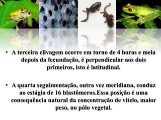 • A terceira clivagem ocorre em torno de 4 horas e meia
      depois da fecundação, é perpendicular aos dois
                primeiros, isto é latitudinal.

• A quarta seguimentação, outra vez meridiana, conduz
     ao estágio de 16 blastômeros.Essa posição é uma
  consequência natural da concentração de vitelo, maior
                   peso, no pólo vegetal.
 