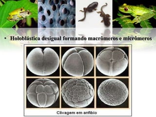 • Holoblástica desigual formando macrômeros e micrômeros
 