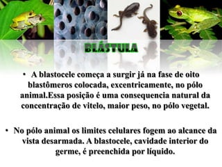 • A blastocele começa a surgir já na fase de oito
      blastômeros colocada, excentricamente, no pólo
    animal.Essa posição é uma consequencia natural da
    concentração de vitelo, maior peso, no pólo vegetal.

• No pólo animal os limites celulares fogem ao alcance da
    vista desarmada. A blastocele, cavidade interior do
             germe, é preenchida por líquido.
 