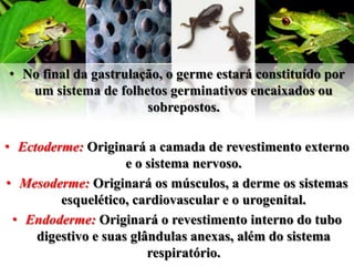 • No final da gastrulação, o germe estará constituído por
   um sistema de folhetos germinativos encaixados ou
                       sobrepostos.

• Ectoderme: Originará a camada de revestimento externo
                     e o sistema nervoso.
• Mesoderme: Originará os músculos, a derme os sistemas
         esquelético, cardiovascular e o urogenital.
 • Endoderme: Originará o revestimento interno do tubo
     digestivo e suas glândulas anexas, além do sistema
                         respiratório.
 