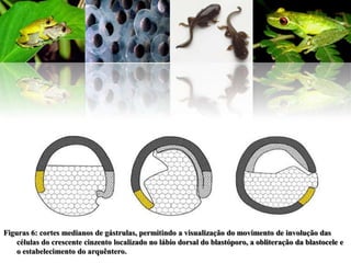 Figuras 6: cortes medianos de gástrulas, permitindo a visualização do movimento de involução das
    células do crescente cinzento localizado no lábio dorsal do blastóporo, a obliteração da blastocele e
    o estabelecimento do arquêntero.
 