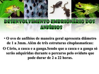• O ovo de anfíbios de maneira geral apresenta diâmetro
  de 1 a 3mm. Além de três estruturas citoplasmaticas:
O Cório, a casca e a ganga.Sendo que a casca e a ganga só
  serão adquiridas durante o percurso pelo oviduto que
               pode durar de 2 a 22 horas.
 