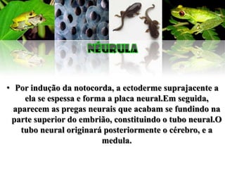 • Por indução da notocorda, a ectoderme suprajacente a
     ela se espessa e forma a placa neural.Em seguida,
  aparecem as pregas neurais que acabam se fundindo na
 parte superior do embrião, constituindo o tubo neural.O
    tubo neural originará posteriormente o cérebro, e a
                          medula.
 