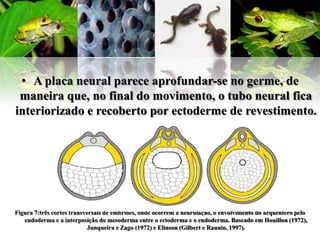 • A placa neural parece aprofundar-se no germe, de
 maneira que, no final do movimento, o tubo neural fica
interiorizado e recoberto por ectoderme de revestimento.




Figura 7:três cortes transversais de embriões, onde ocorrem a neurulação, o envolvimento do arquêntero pelo
   endoderma e a interposição do mesoderma entre o ectoderma e o endoderma. Baseado em Houillon (1972),
                            Junqueira e Zago (1972) e Elinson (Gilbert e Raunio, 1997).
 